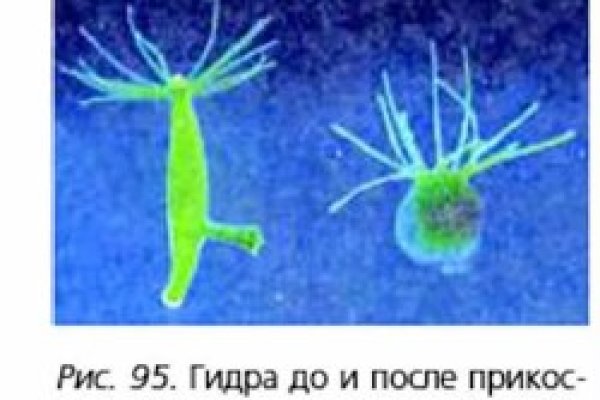 Официальные зеркала кракен